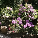 2006 - Rhododendron i blomst